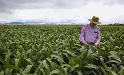 Agricultural research ... one of the areas where UQ excelled in ERA Agricultural research ... one of the areas where UQ excelled in ERA